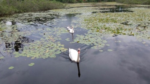 Some Swans and their babies. I took this after I was done at work at some dock near there.