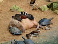 capacity:  Bye look at this capybara giving