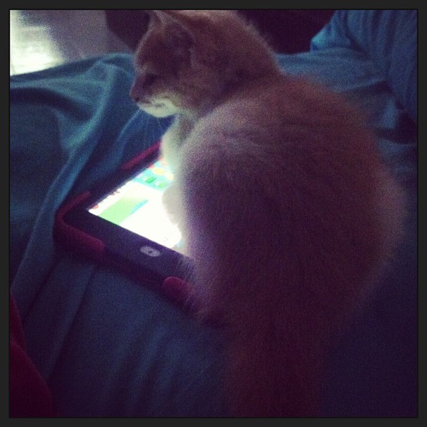 mah-ree-behl:  Por que she gets jealous of my ipad so she just lay on it -.- hahahaha