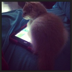 Mah-Ree-Behl:  Por Que She Gets Jealous Of My Ipad So She Just Lay On It -.- Hahahaha