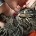 kittycat-littlegirl - Kittyy