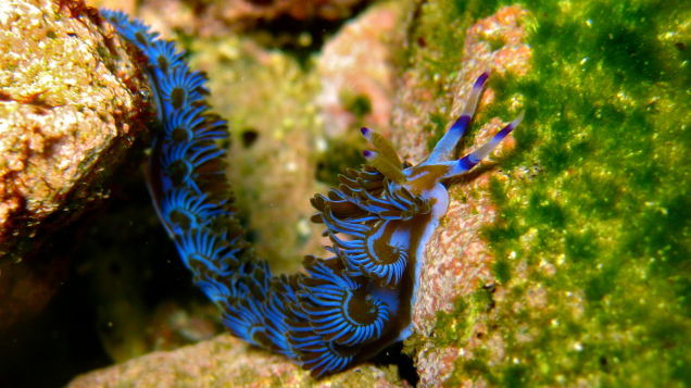 ainawgsd:Rainbow of Sea Slugs-Blue