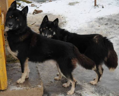 Top three are Nenets laika and the fourth is a pair of Nenets/Chukchi mixes (the Siberian husky&rsqu