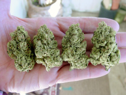 rollan0therblunt:  some more green cheese.