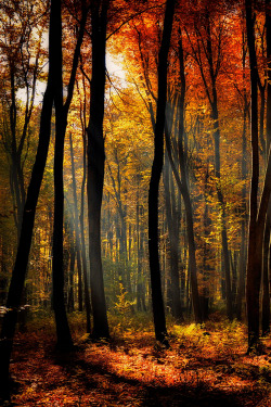 atraversso:  Autumn forest  by Katarzyna Soluch    I love autumn