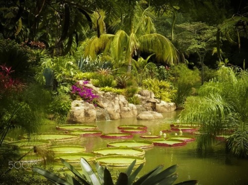 Grandes hojas de Victorias Amazónicas flotan sobre las aguas de la laguna La Rinconada, Santa Cruz d