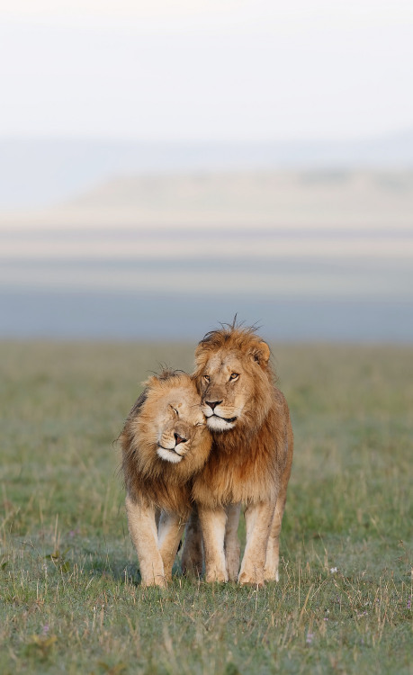 bigcatslions:  Photography Olivier DELAERE 