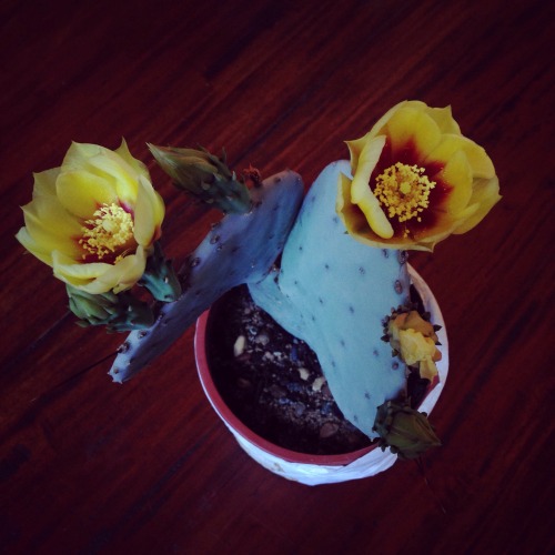 my cactus is flowering // waratahs & protea on the living room fireplace mantlefuchsia stained g