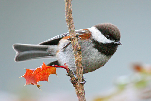 fairy-wren:chestnut-backed chickadee (photo by janruss)