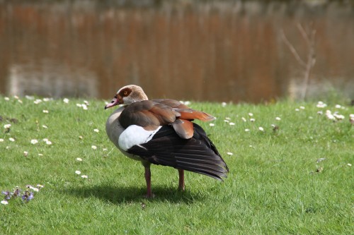 egyptian goose