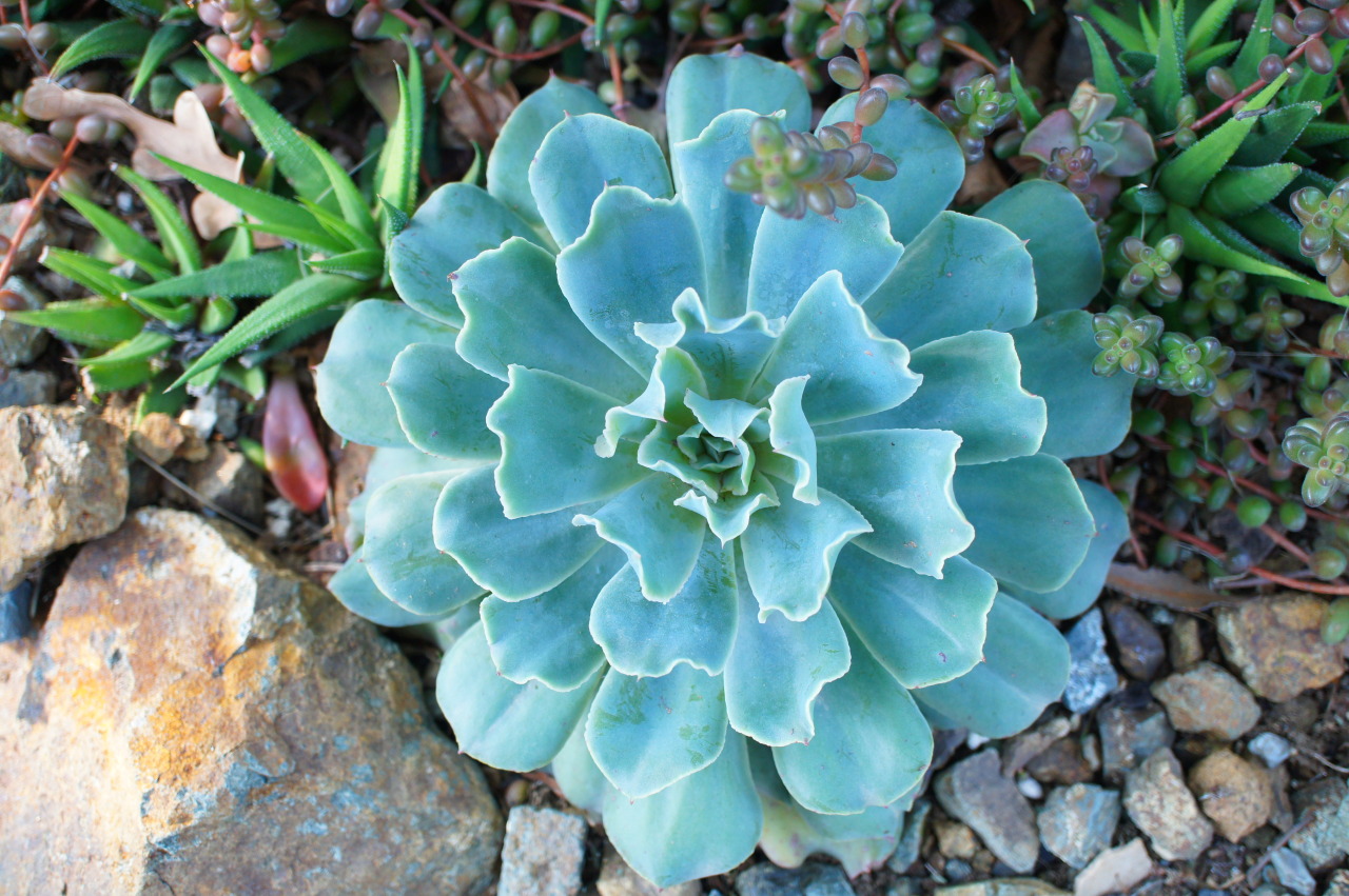 flora-file:  echeveria-tions on a theme (by flora-file) 