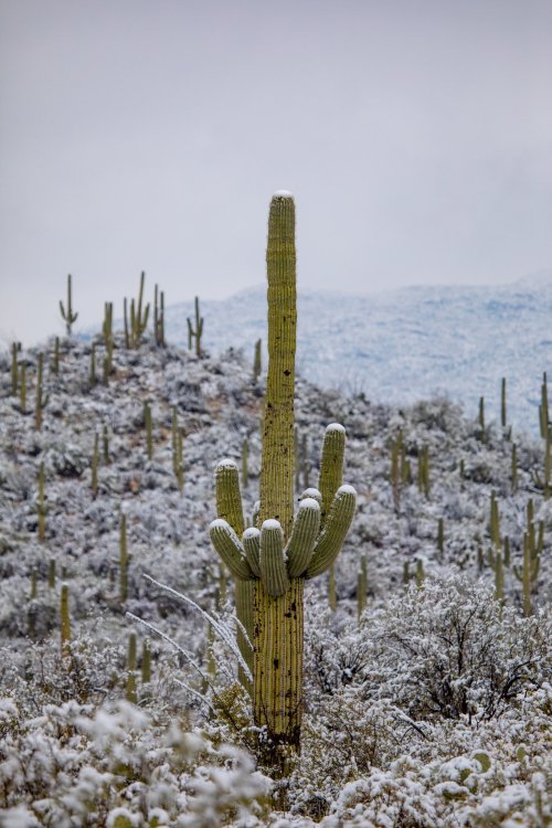 keepingitneutral:  Snow in the Sonoran Desert !Arizona Illustrated / Douglas Springs Trailhead   @empoweredinnocence looks familiar 