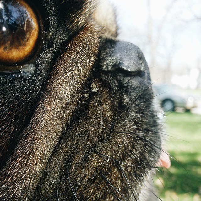 Awesome Pugs