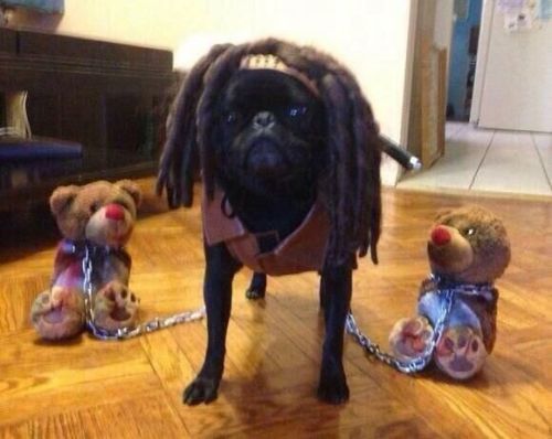 Dog wearing a Michonne costume, so freaking adorable!!!