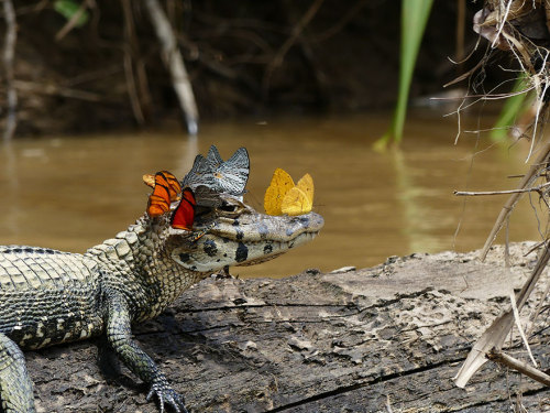 scienceisbeauty:Too nice to not post. “Butterflies and caiman” by Mark Cowan. I suppose you could na