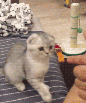 catsdogsgifs:  http://catsdogsgifs.tumblr.com/