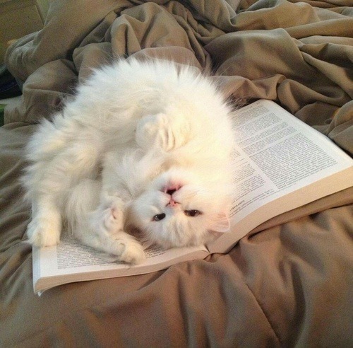 animals-addiction: My two favorite things in the world cats and books 