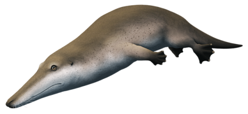 alphynix:Ambulocetus natans, the Eocene “walking whale” – who might not actually h