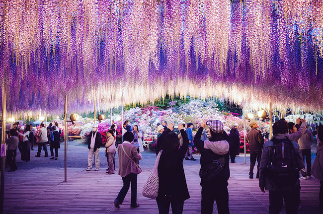 sixpenceee:  144-Year-Old Japanese Pink Wisteria TreeCovering an area of over 2,000