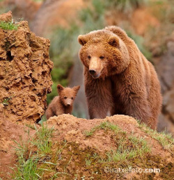 magicalnaturetour:  Cute baby bear by Iratxe Zorrilla 