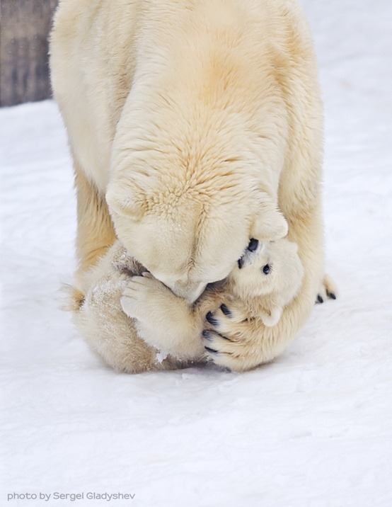 theanimalblog:  Kissie Kissie. Photo by Sergei Gladyshev 
