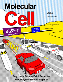 Cover illustration for Molecular Cell. Article describes how polycomb protein Ezh1 promotes RNA polymerase II elongation.
Illustration: Alan Hoofring