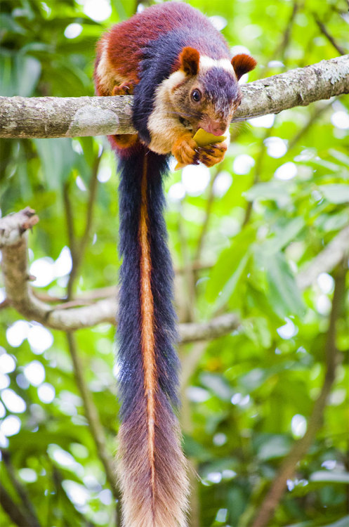 overlord-puffin:If you’re having a rough morning, Malabar Giant Squirrels exist and they are very pr