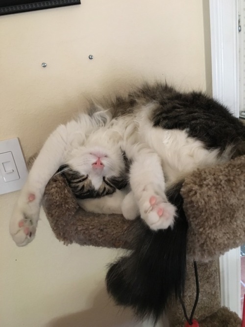 felix-mycat:Sleepy boy