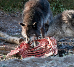 wolveswolves:   By Douglas Brown  