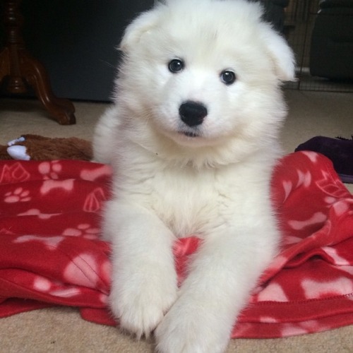 cloudthesamoyed: tbt to the day cloud first came home ft. her safety blanket