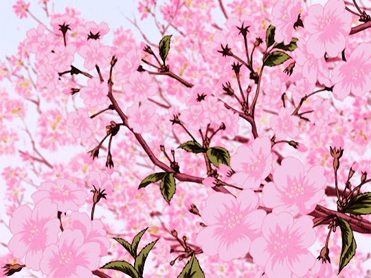ianime0:  Ouran High School Host Club | Cheery Blossoms