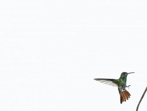 darksilenceinsuburbia:  Sanna Kannisto. Act of flying, amazilia tzacatl (25), 2007. C-print / diasec, 44,0 x 56,0 cm. Act of flying, amazilia tzacatl (19), 2007. C-print / diasec,  44,0 x 56,0 cm. Act of flying, amazilia tzacatl (22), 2007. C-print