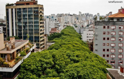 sanatkaravani:  Brezilya Porto Alegre’de sokağın tamamı ağaçlarla kaplı. 