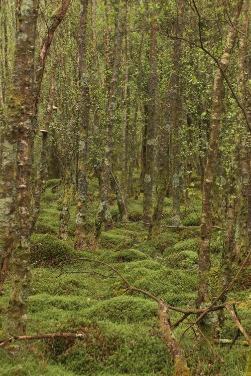 amazinglybeautifulphotography:Glendalough, Ireland ~ What is moss green? (2848 x 4272) [OC] - Author