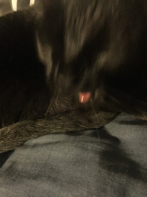 coolgirlwholovescats: coolgirlwholovescats: coolgirlwholovescats: pics I got of Jezzy yawning look a