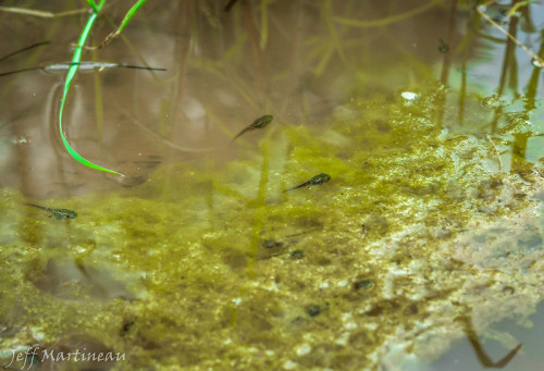 Arizona treefrog tadpoles [Hyla wrightorum] in an algae-filled pond. Arizona treefrogs breed explosi