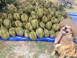 doggos-with-jobs:  Anyone want some durians