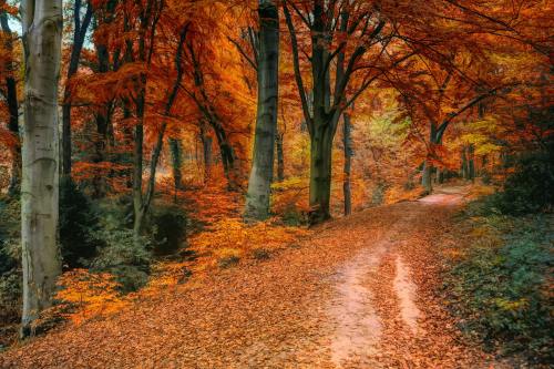 autumn-leaves-winter-breeze:by Johannes Plenio