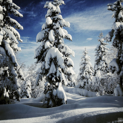 candycoloratura: odditiesoflife: White Winter Wonderland Winter can be as beautiful as it is frigid 