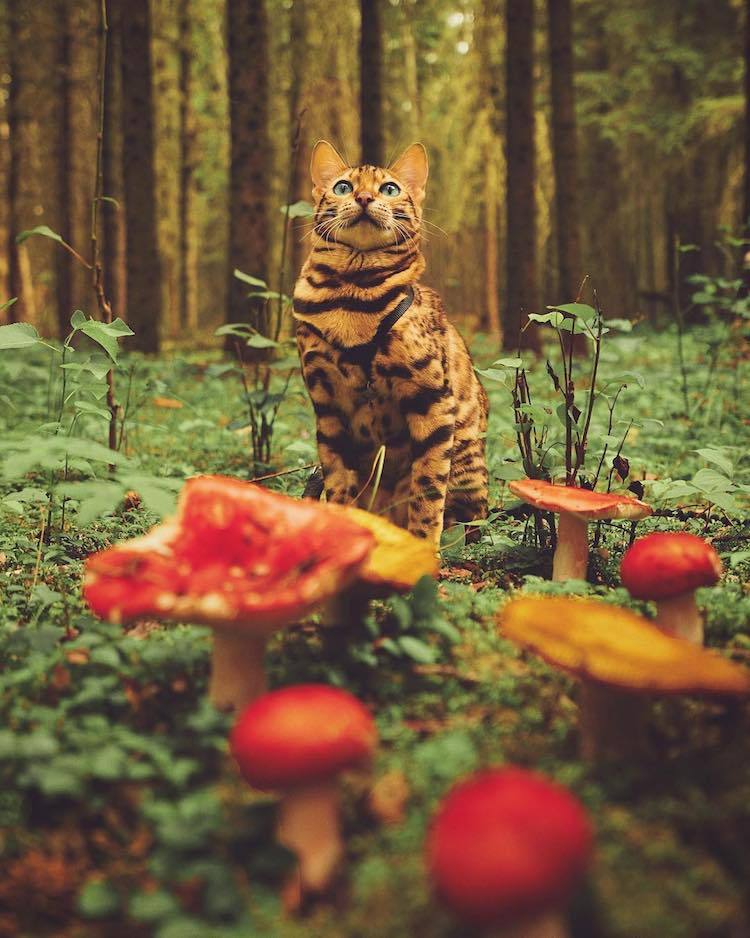 archiemcphee:  Every day is Caturday for Suki the Adventure Cat. Suki is a gorgeous