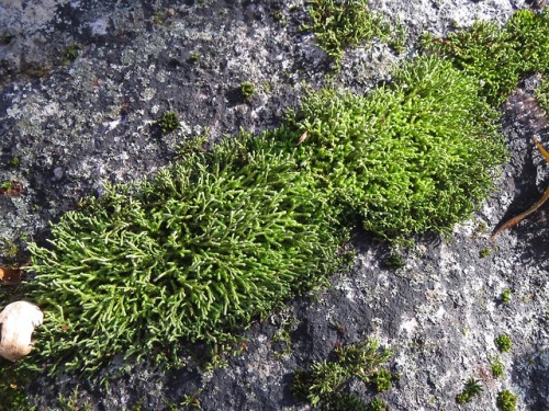 I guess this is a moss? If it is, it’s a stringy, al dente kind of moss. I keep thinking I know a na