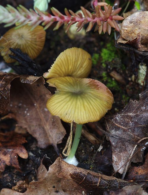 Entoloma incanum - the mousepee pinkgill. It it colourful as well as odoriferous &lt;3 #MondayMushro