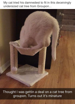 thecutestcatever: catsbeaversandducks:   tastefullyoffensive:  “I don’t fits.” (via queenofchances)  OH LAWD   HE TRYIN’ 