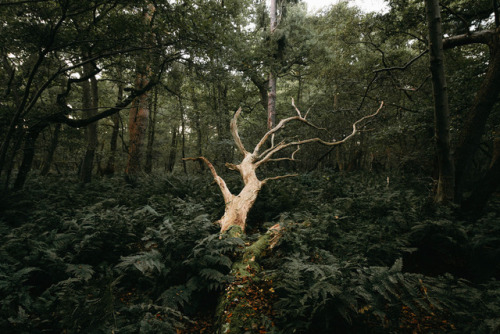 iylshowcase: # 57/200 Adam Marshall We’re sharing 3 photos/day from this year’s submission shortlist