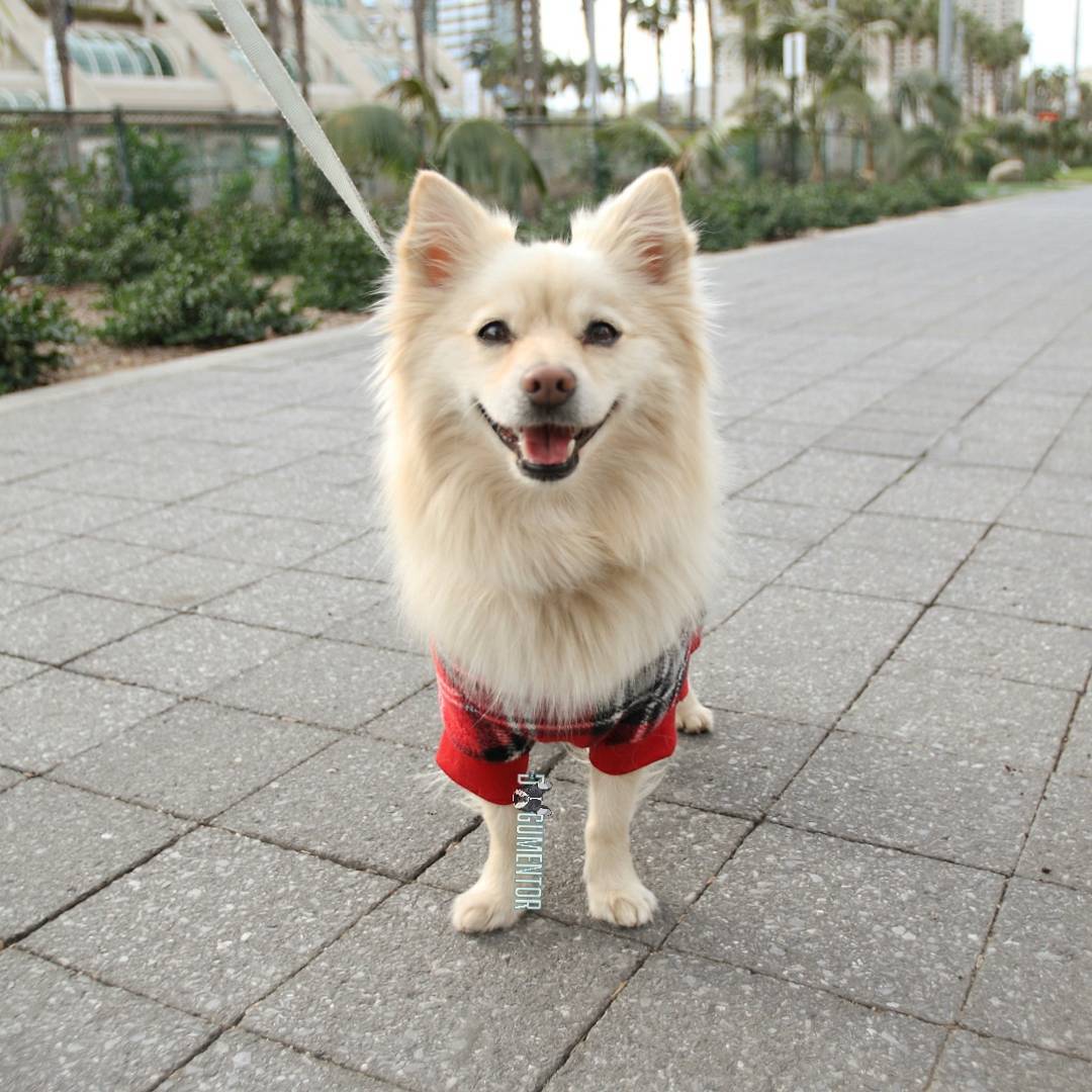 The Dogumentor Kono Spitz Mix 5 Y O Gaslamp Quarter When The Dogumentor Kono Spitz Mix 5 Y O Gaslamp Quarter When