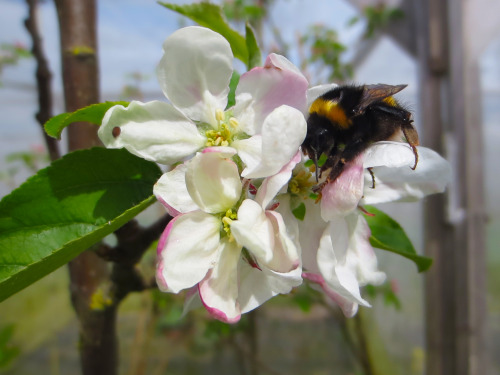 First study showing pesticide exposure can affect crop pollination by bees For the first time an int