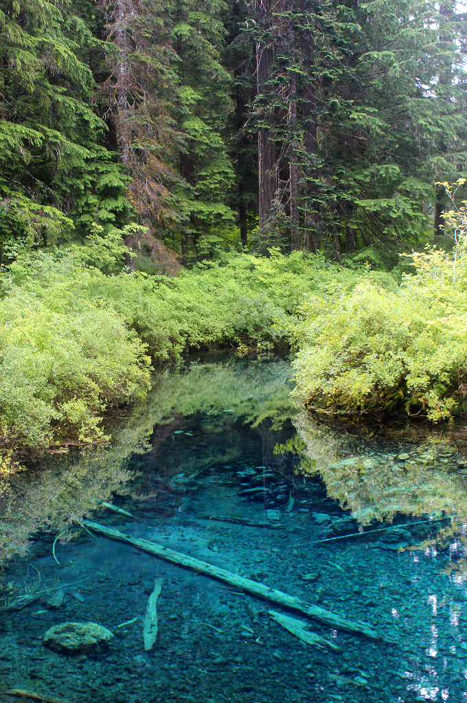 bright-witch:    ◈ The Wellspring, photography by Michelle N.W. ◈ ◈ Print Shop