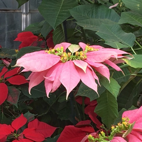 Poinsettias, United States National Botanical Garden Conservatory, Washington, DC 2016.