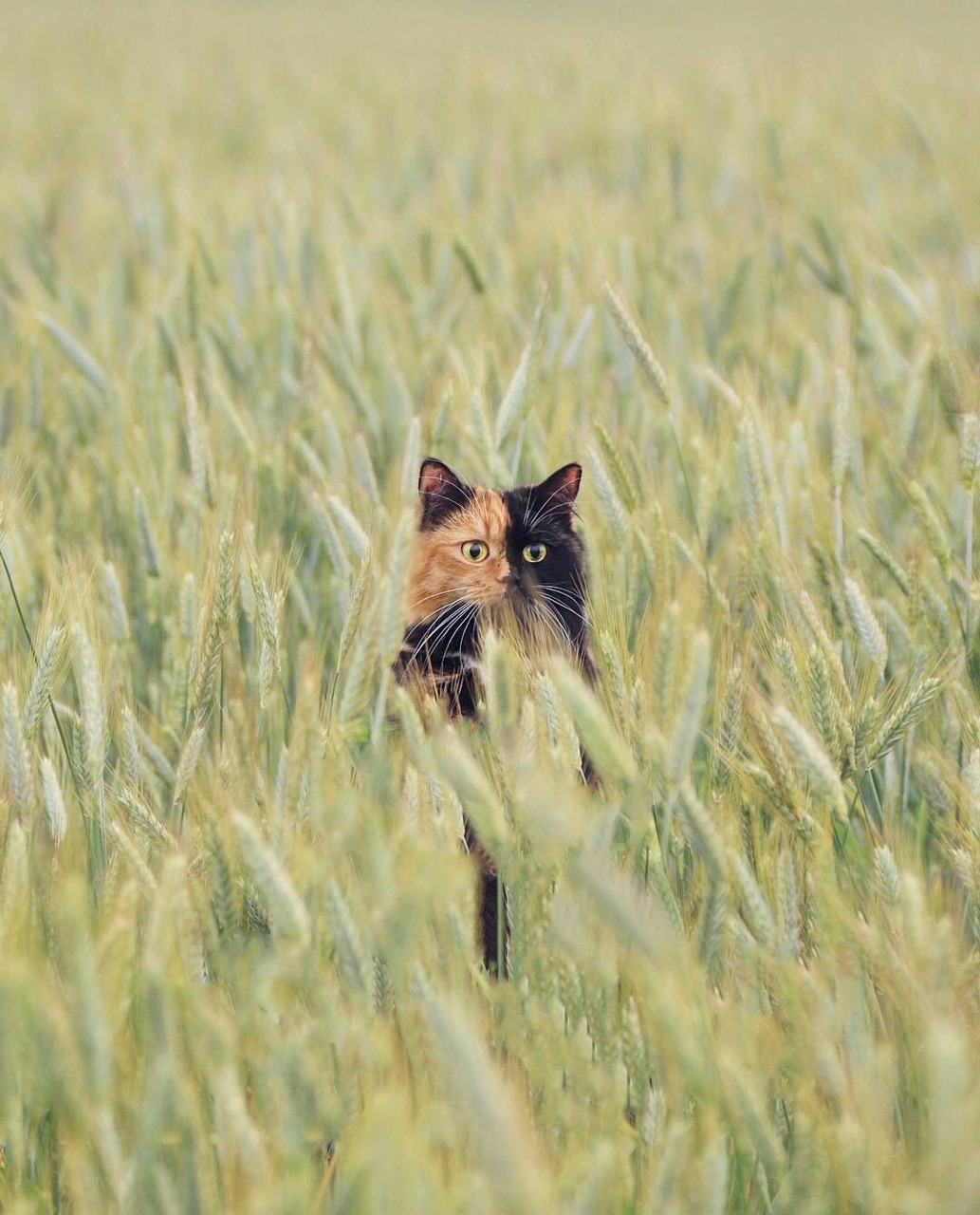 cutest-animals-here:  (Source)