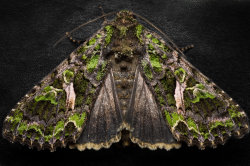 end0skeletal:  (via Orache Moth by FreezingGlare on deviantART) 